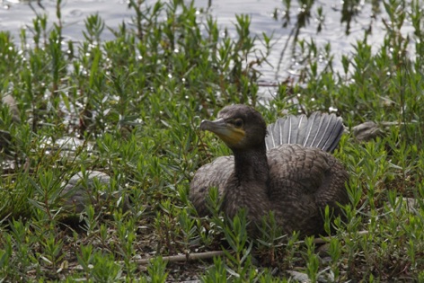 Cormorano